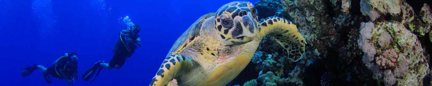 ecology-evolution-systematics-and-population-biologymarine-biology-and-biological-oceanography.heade