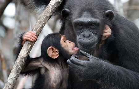 Animal Behavior and Ethology Major